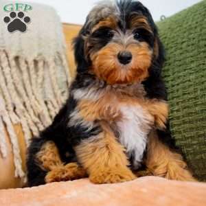 Jase, Mini Bernedoodle Puppy